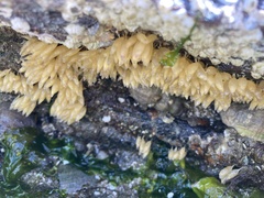 Muricoidea