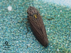 Graphocephala appropinquans