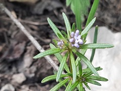 Asperula arvensis