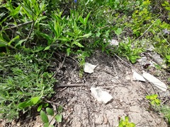 Asperula arvensis