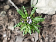 Asperula arvensis