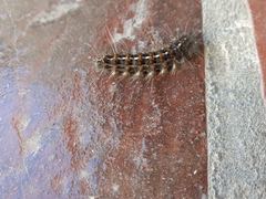 Paracles deserticola