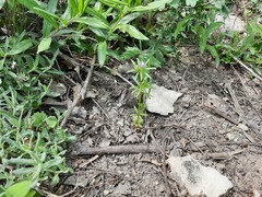 Asperula arvensis