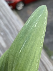 Phytomyza gymnostoma