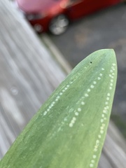 Phytomyza gymnostoma