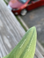 Phytomyza gymnostoma