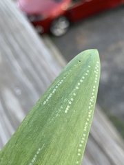 Phytomyza gymnostoma