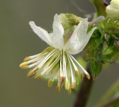 Thalictrum sparsiflorum