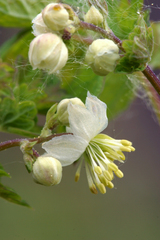 Thalictrum sparsiflorum