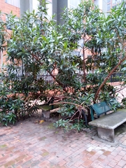 Escallonia pendula