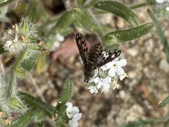 Conophorus fenestratus