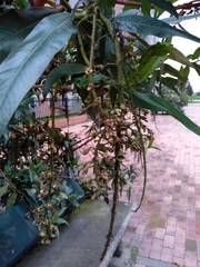 Escallonia pendula