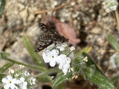 Conophorus fenestratus