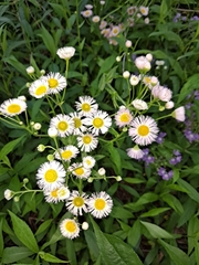 Erigeron philadelphicus