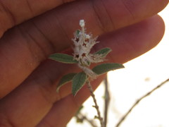 Asterohyptis stellulata