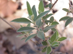 Asterohyptis stellulata