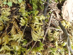 Homalothecium megaptilum