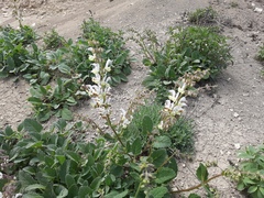 Salvia verbascifolia