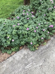 Geranium endressii