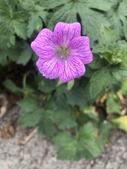 Geranium endressii