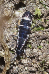 Lepidophorellinae