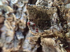 Ramboldia gowardiana