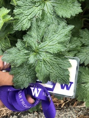 Geranium endressii