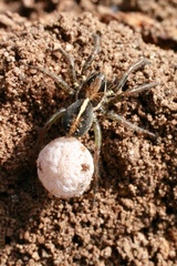 Artoriopsis
