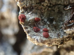 Ramboldia gowardiana