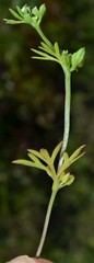 Ammoselinum butleri