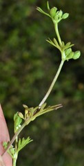 Ammoselinum butleri
