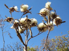 Psacalium platylepis