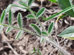 Astragalus dolichophyllus