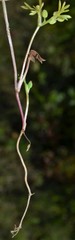 Ammoselinum butleri