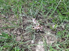 Astragalus dolichophyllus