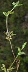Ammoselinum butleri