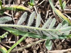 Astragalus dolichophyllus