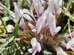 Astragalus dolichophyllus
