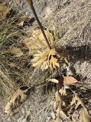 Psacalium platylepis