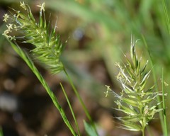 Anthoxanthum aristatum