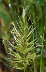 Anthoxanthum aristatum