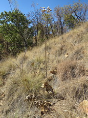 Psacalium platylepis