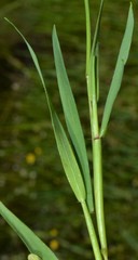 Anthoxanthum aristatum