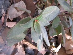Moussonia jaliscana