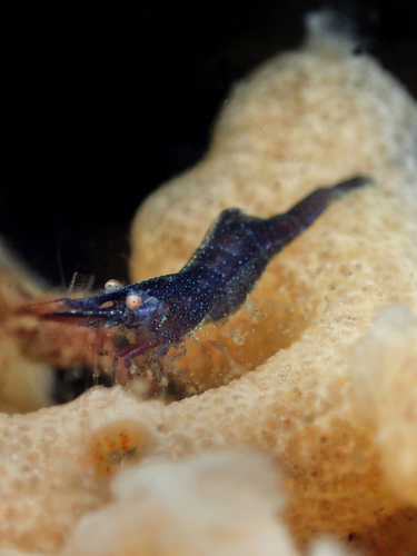 Chamaeleon Prawn, photo 4 of 9