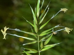 Anthoxanthum aristatum