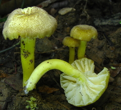 Hygrocybe caespitosa
