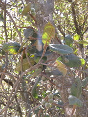 Ficus velutina