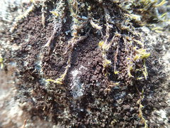 Gloeocapsopsis magma