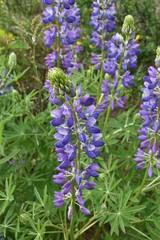 Lupinus rivularis